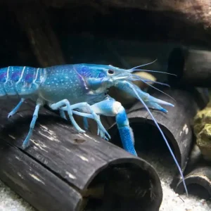 Blauer Floridakrebs (Procambarus alleni) Super-Preis
