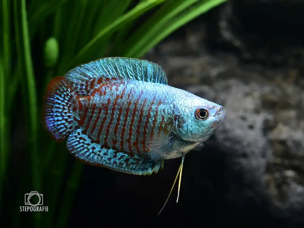 Neon Zwergfadenfisch (Trichogaster lalia/lalius var.) Mega-Angebot
