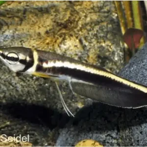 Schwarzer Arowana (Osteoglossum ferreirai) 8-10 cm Direktkauf
