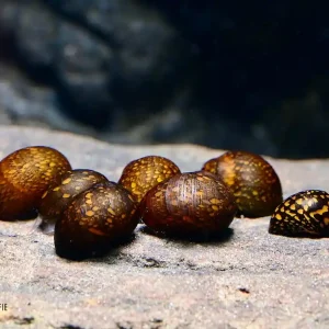Neu Batik Rennschnecke (Neritina variegata)