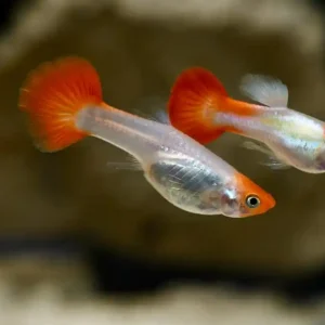Günstig Guppy Koi (Poecilia reticulata var.): Weibchen