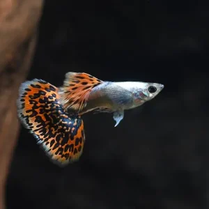 Guppy „Elephant Ear“: Männchen (Poecilia reticulata) Mega-Angebot