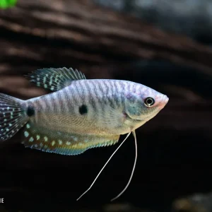 Sonderangebot Blauer Fadenfisch (Trichogaster trichopterus) M