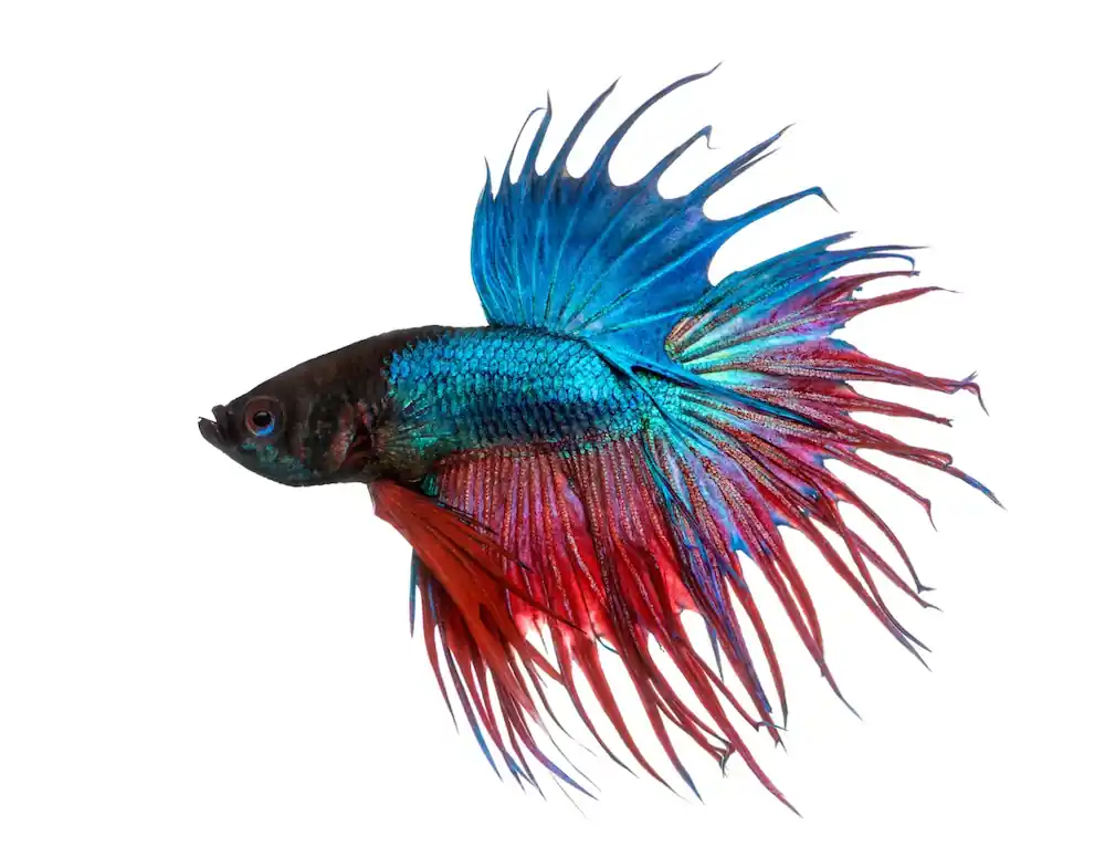 Betta splendens Crowntail Kampffisch: Männchen mehrfarbig Neuheit