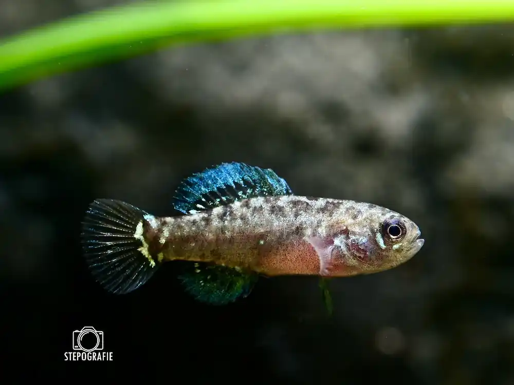 Schneller Versand Zwergschwarzbarsch (Elassoma evergladei)