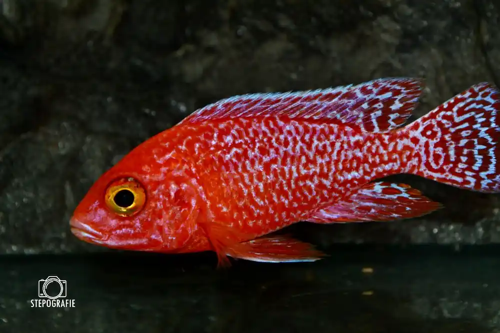 Kaiserbuntbarsch ML (Aulonocara firefish) Größe M Neuheit