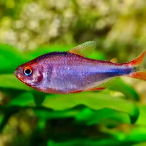Brombeersalmler (Hyphessobrycon wadai) Preisknaller