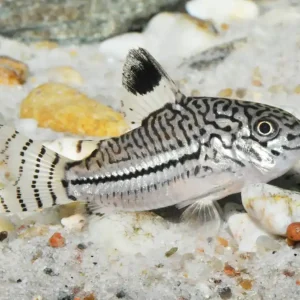 Schnäppchen Julipanzerwels ML (Corydoras julii )