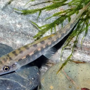 Saugschmerle ML (Gyrinocheilus aymonieri) Geprüft