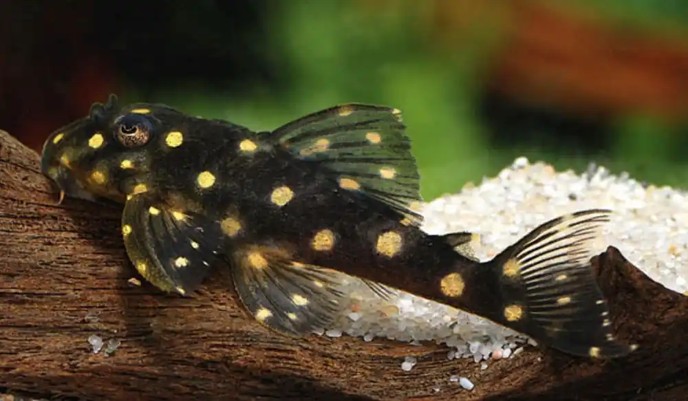 Snowball-Plecostomus / Orinoco-Engelsharnischwels (L 201 Hypancistrus spec.), ca. 3,5cm Beliebt
