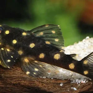 Snowball-Plecostomus / Orinoco-Engelsharnischwels (L 201 Hypancistrus spec.), ca. 4,5cm Sichere Zahlung