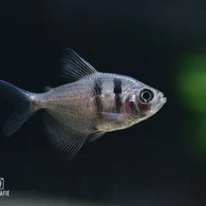 Trauermantelsalmler (Gymnocorymbus ternetzi) Sonderangebot