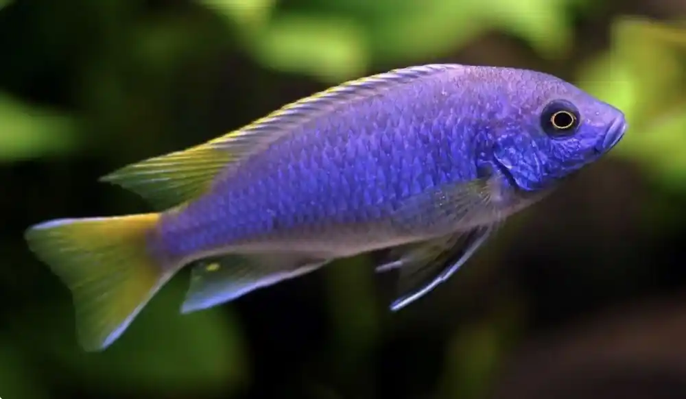 Knallerangebot Blauer Gelbflossen-Maulbrüter (Pseudotropheus / Gephyrochromis sp. acei)