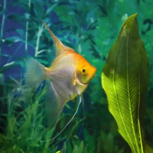 Sonderaktion Goldskalar (Pterophyllum scalare) M