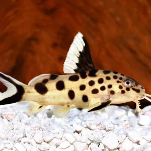 Preiswert Vielpunkt-Fiederbartwels / Vielpunkt-Kuckuckswels (Synodontis multipunctatus)