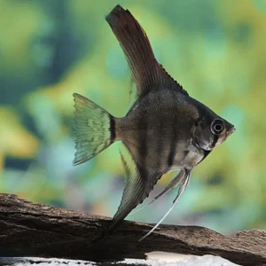 Rauch-Skalar (Pterophyllum scalare) Preis Gesenkt