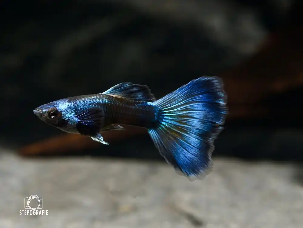 Guppy „Moskau Blau“ Männchen Neu