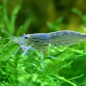 Echt Amanogarnele / Algengarnele, Größe "M" 2 - 3 cm (Caridina multidentata)