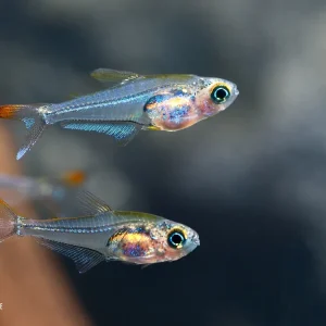 Sofort Bestellen Kolibrisalmler (Trochilocharax ornatus)