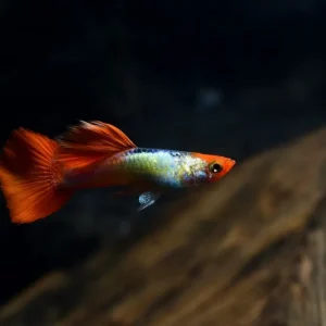 Guppy "Koi Tuxedo" (Poecilia reticulata): Zuchtgruppe 2 M + 3 W Schnäppchen