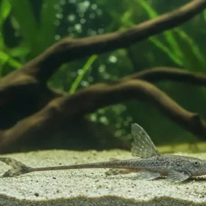 Abverkauf Zwerg-Störwels (Sturisomatichthys leightoni)