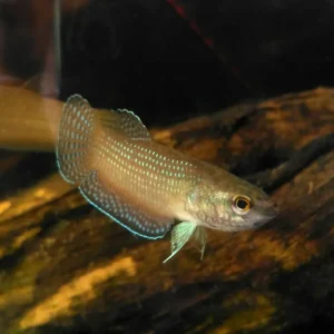 Ediths Kampffisch (Betta edithae) Aktuell