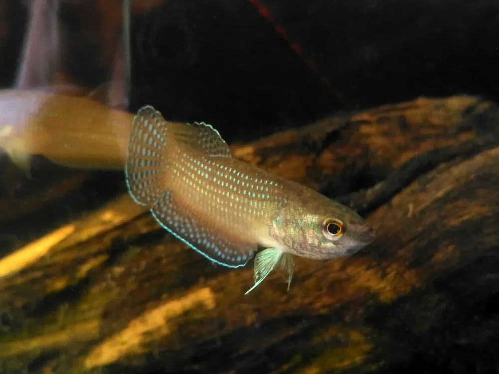 Ediths Kampffisch (Betta edithae) Aktuell