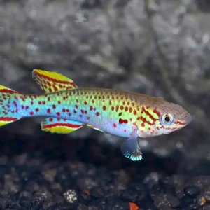 Neu Besatz für ein 180-240 Liter Westafrika-Aquarium "Sumpf"