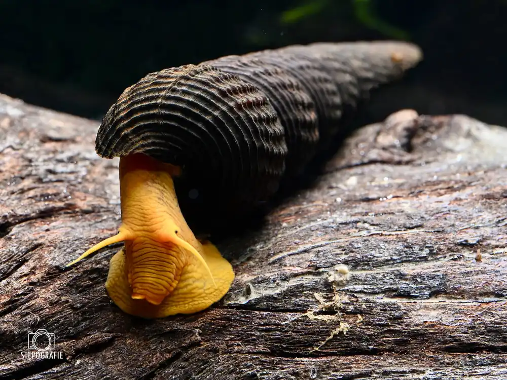 Sofort Bestellen Sulawesi Schnecke Orange (Tylomelania sp. Orange)