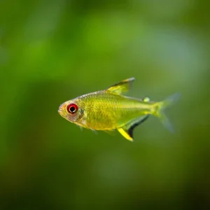 Sale Besatz für ein 450 Liter Südamerika-Aquarium "Einsteiger"