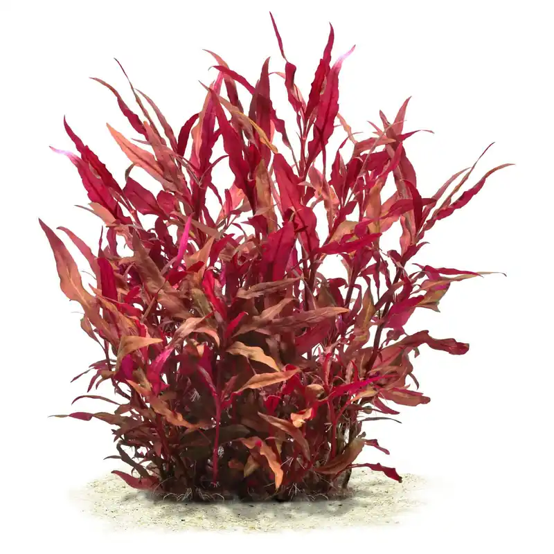 Direkt Vom Hersteller Alternanthera reineckii 'Rosaefolia' ('Pink') Schwierigkeit