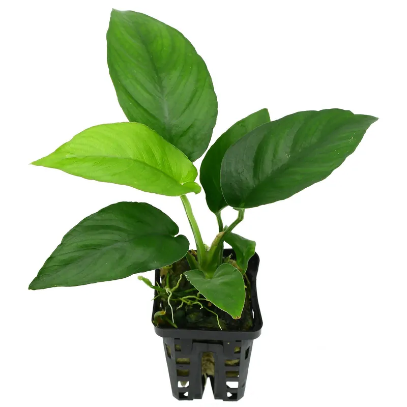 Heißes Angebot Anubias "Nangi" Schwierigkeit