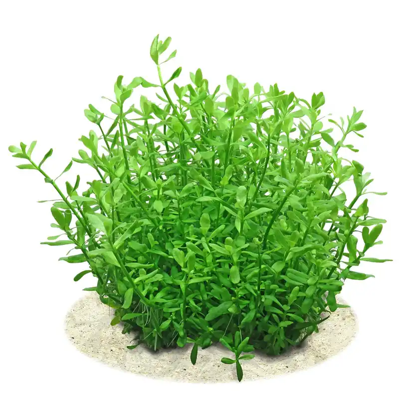 Bacopa monnieri 'Compact' Schwierigkeit Abverkauf