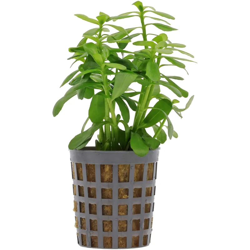 Markenprodukt Bacopa monnieri 'Compact' Schwierigkeit
