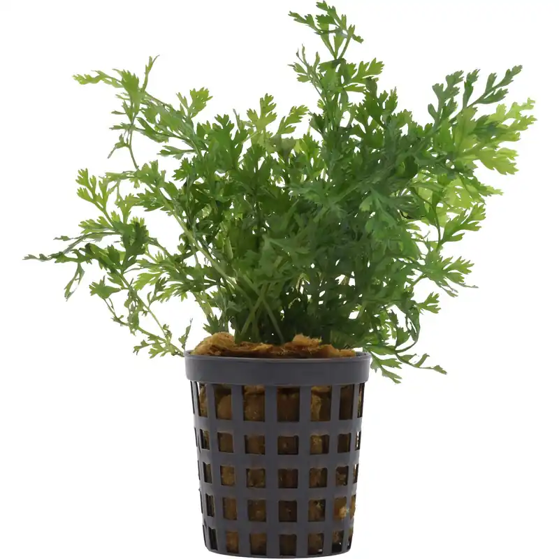 Bolbitis heteroclita "difformis" Schwierigkeit Saisonangebot