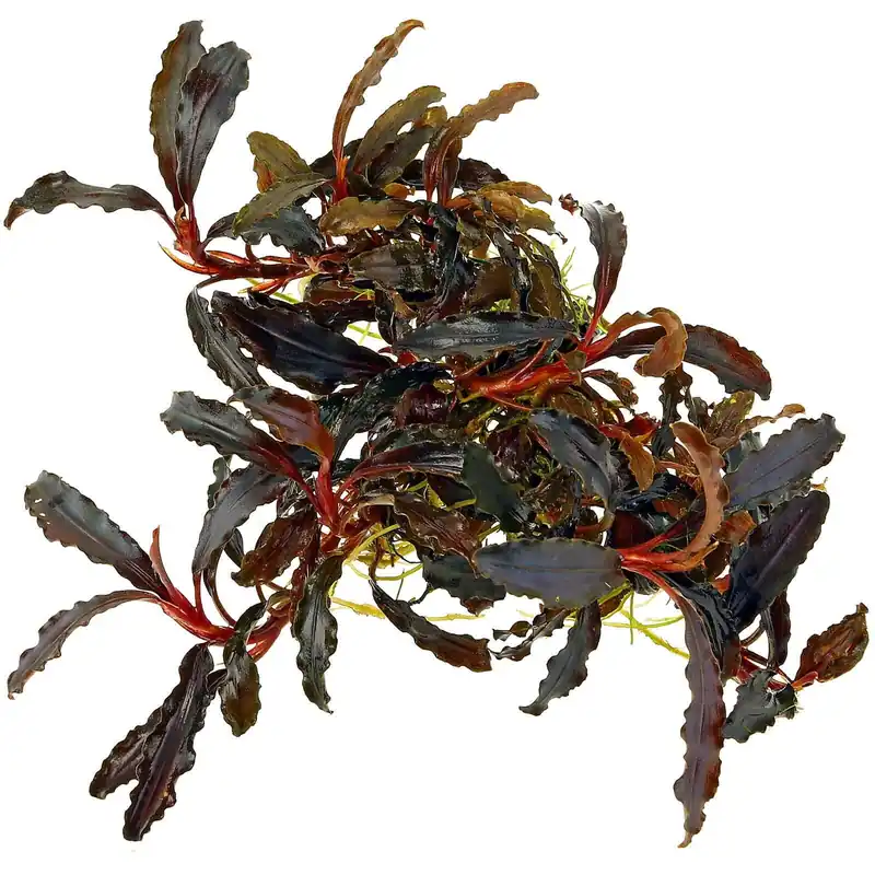 Bucephalandra sp. "Kedagang" Schwierigkeit Top-Seller