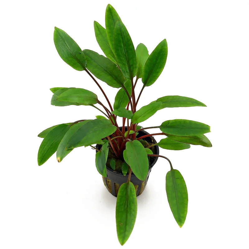 Cryptocoryne beckettii "Petchii" Schwierigkeit Versand Am Gleichen Tag