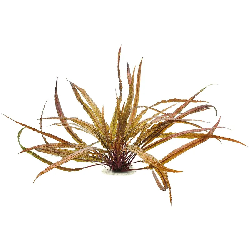 Cryptocoryne crispatula var. balansae Schwierigkeit Kracherpreis