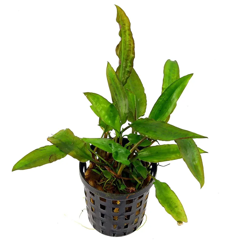 Direkt Vom Hersteller Cryptocoryne usteriana Schwierigkeit