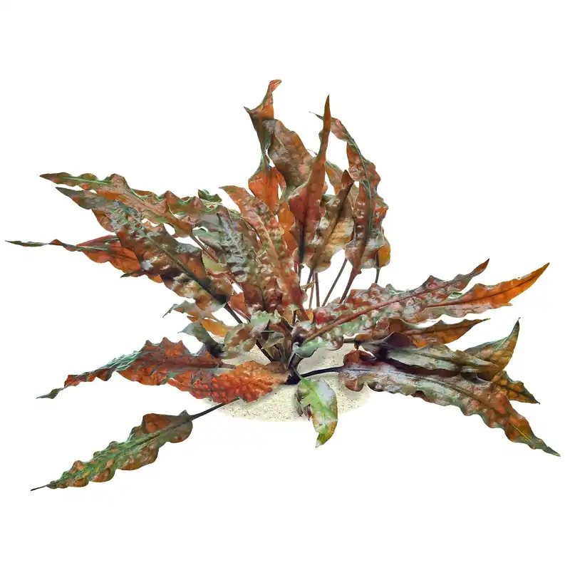Neu Im Sortiment Cryptocoryne wendtii 'Mi Oya' Schwierigkeit