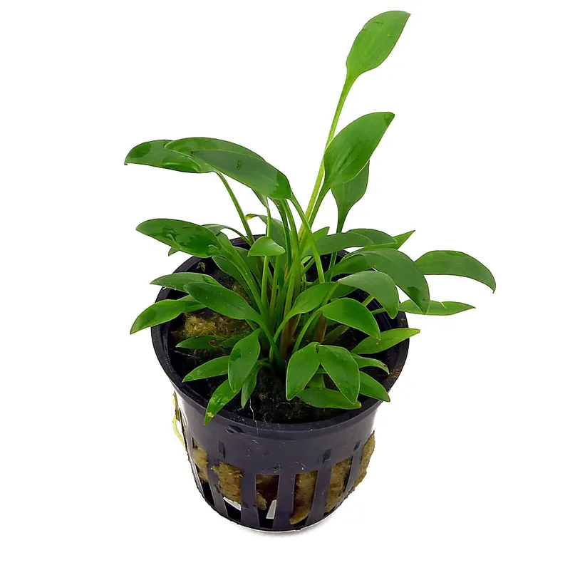 Bestpreis Cryptocoryne x willisii "nevillii" Schwierigkeit