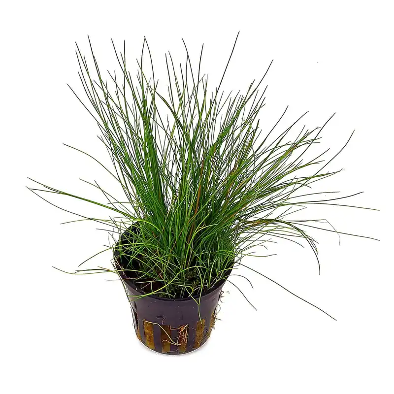 Sale Eleocharis acicularis Schwierigkeit