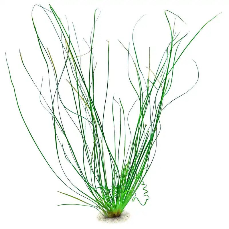 Online Kaufen Eriocaulon sp. "Japan Needle Leaf" Schwierigkeit