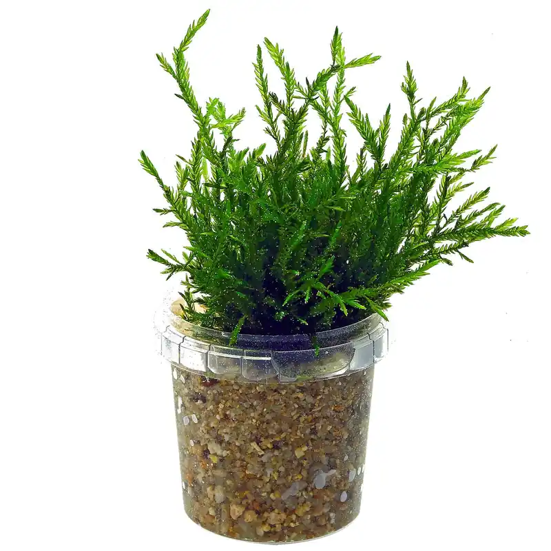 Sonderaktion Fontinalis sp. "Nord-Thailand" Schwierigkeit
