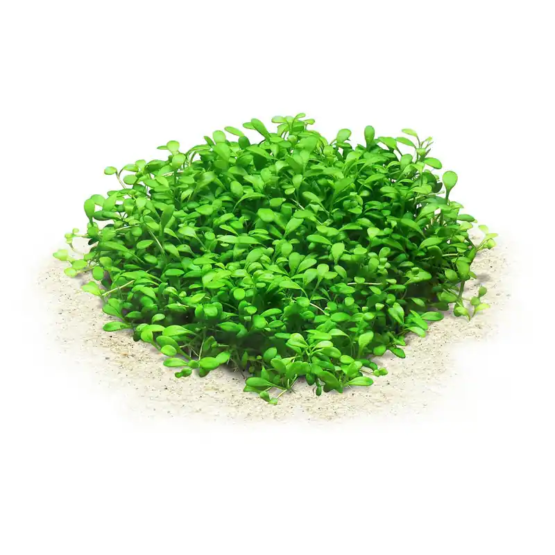 Letzte Chance Glossostigma elatinoides Schwierigkeit