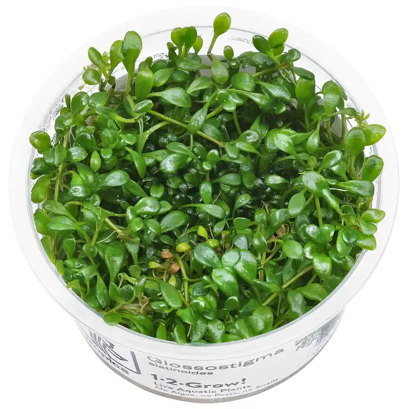 Glossostigma elatinoides Schwierigkeit Günstig