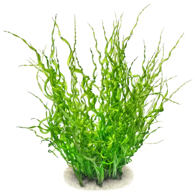 Helanthium bolivianum 'Vesuvius' Schwierigkeit Neue Kollektion