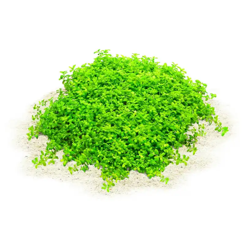 Hemianthus callitrichoides "Cuba" Schwierigkeit Echt