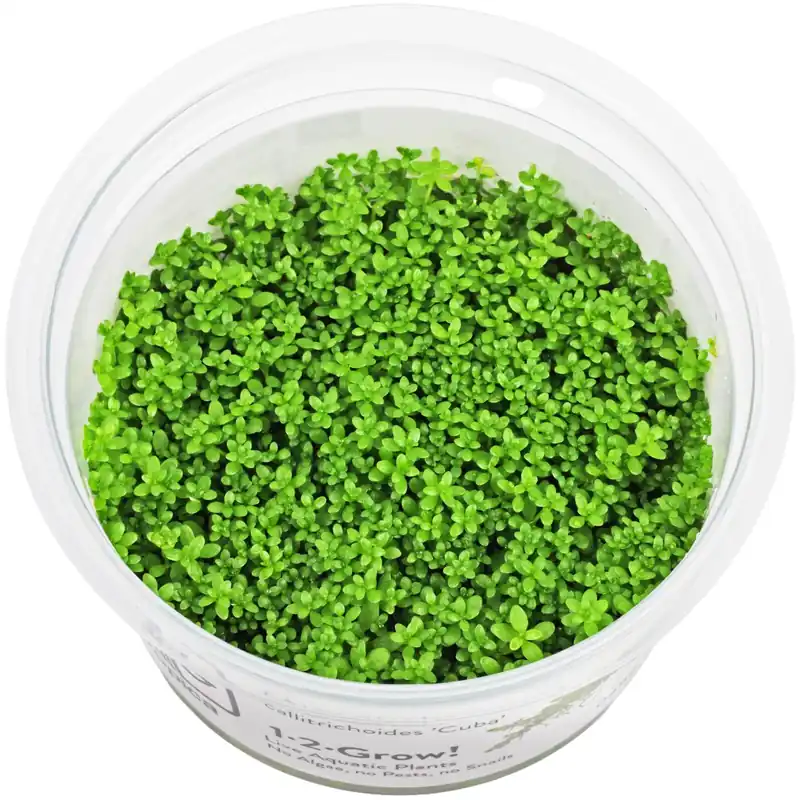 Hemianthus callitrichoides "Cuba" Schwierigkeit Begrenztes Angebot