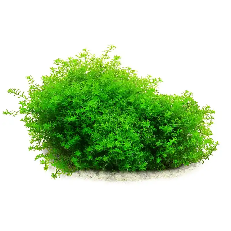 Hemianthus glomeratus Schwierigkeit Ausverkauf